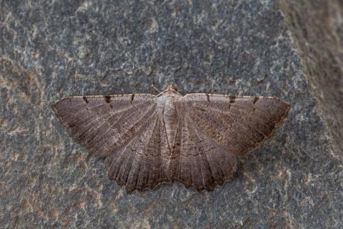 Neognopharmia stevenaria